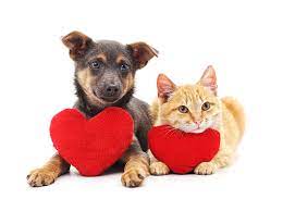 Sell Or Buy Your Pet